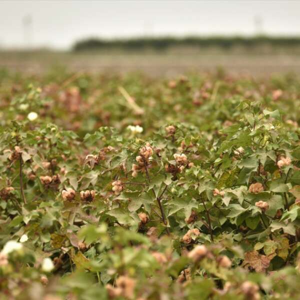Erkmen Onbulak 6 Altınyıldız Classics’ten doğa dostu kendinden renkli pamuk için ilk hasat