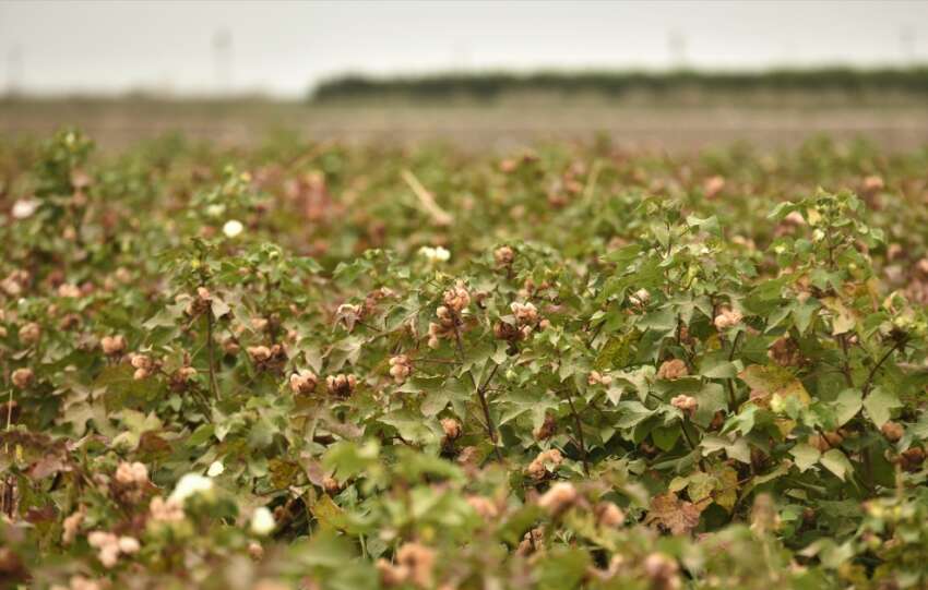 Altinyildiz Classicsten doga dostu kendinden renkli pamuk icin ilk hasat