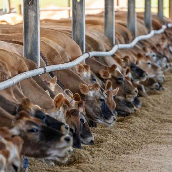 Erkmen Onbulak 9 Et ve Süt Kurumu besi çiftliği kuracak