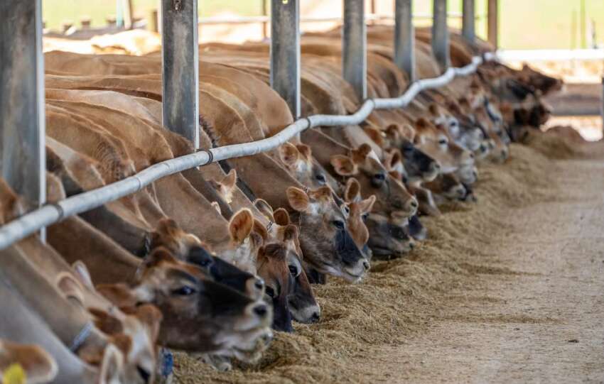 Et ve Sut Kurumu besi ciftligi kuracak