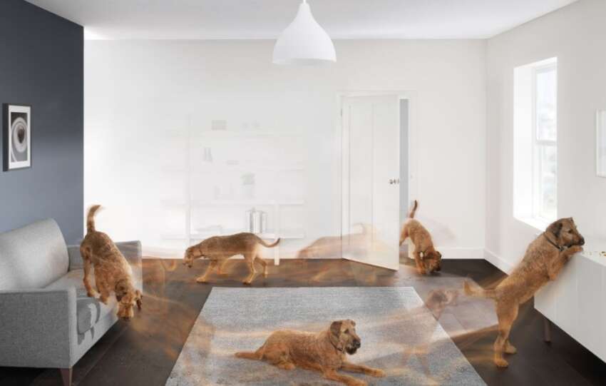 Dysondan evcil hayvan bakiminda atlanmamasi gereken noktalar