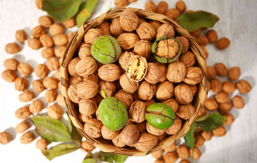 Ceviz Ureticileri Dernegi Yerli cevizde verimi artirmak icin is birligi cok onemli