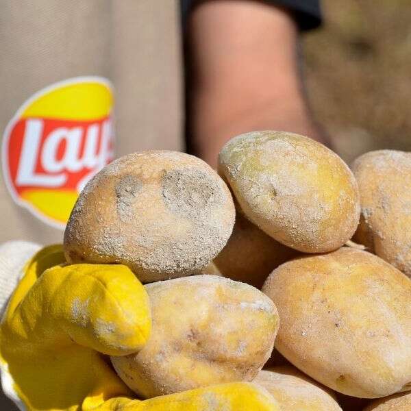 Lay’s Yenileyici Tarım Fonu için başvurular açıldı