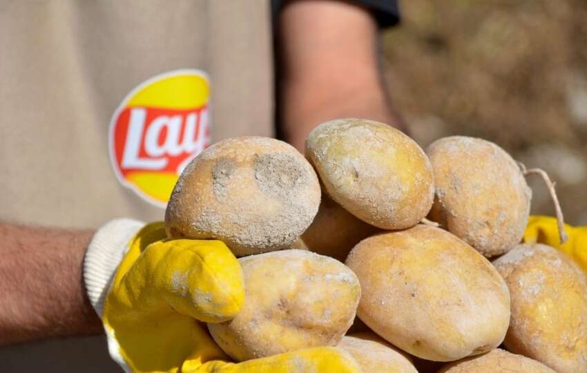 Lays Yenileyici Tarim Fonu icin basvurular acildi