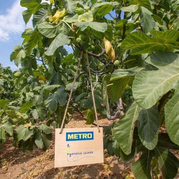 Metro Türkiye, coğrafi işaret tescilli Bursa Siyah İnciri’nin izindeydi