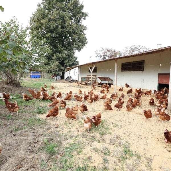 Halil İbrahim Zeytin 11 Migros’un Beni Hafife Alma Projesi’ne verdiği destekle yıllık 35 milyon adet yumurta üretiliyor