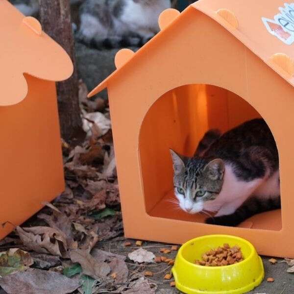 Evidea’dan 4 Ekim Hayvanları Koruma Günü’ne üç anlamlı proje