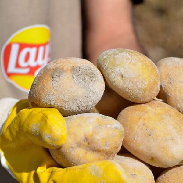 Patates üretiminin %89’u yenileyici tarım uygulamalarıyla gerçekleşiyor