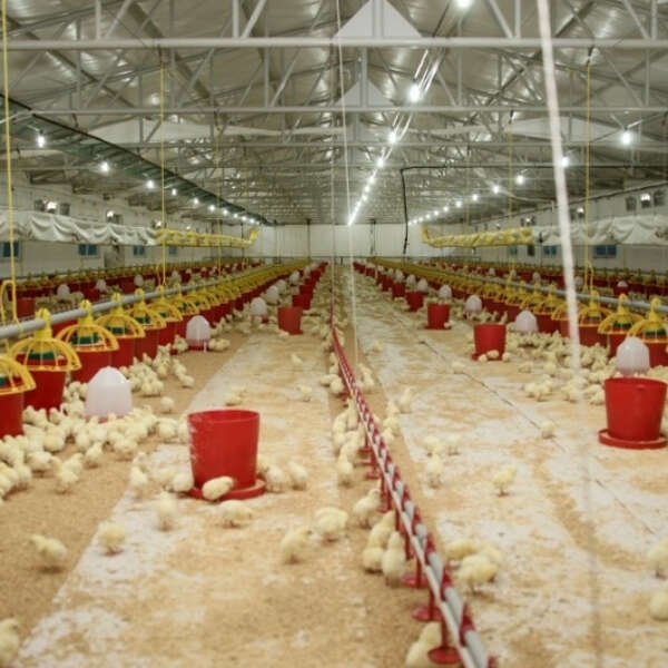 İlkay Keskin 3 Şenpiliç ekosistemi sözleşmeli çiftliklerle geçen yıl 4.200 kişiye istihdam sağladı