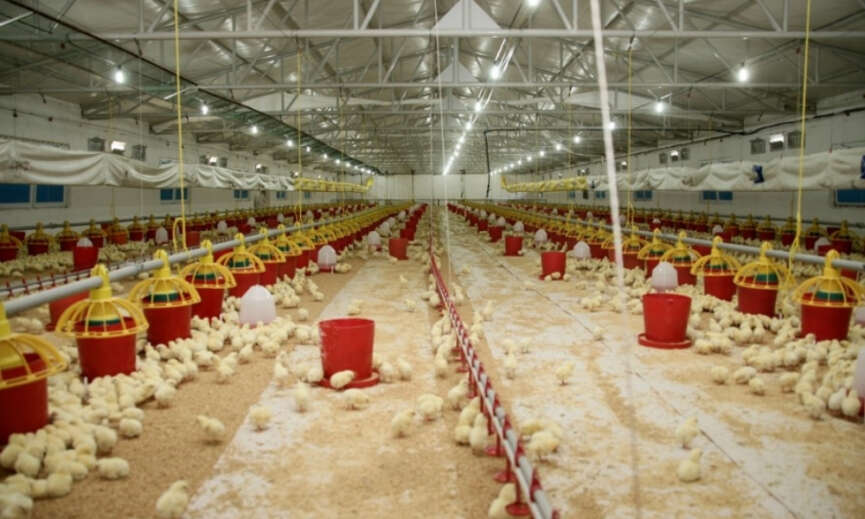 Senpilic ekosistemi sozlesmeli ciftliklerle gecen yil 4.200 kisiye istihdam sagladi