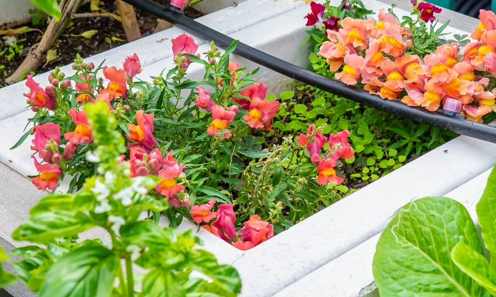 Akmerkezin Ucgen Terasi Terasta Tarim Projesi ile yeserdi 2