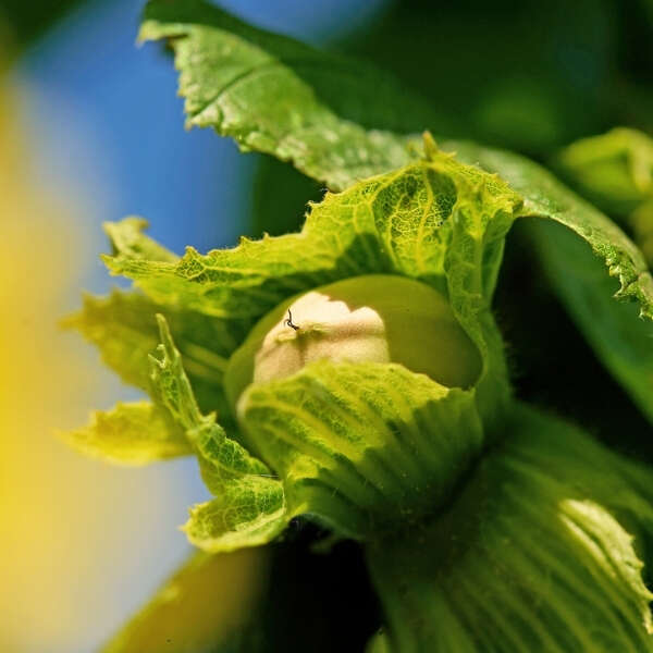 Ferrero fındık şirketi tedarik zincirini güçlendirmek için Sırbistan ve İtalya’da stratejik yatırımlar yapıyor