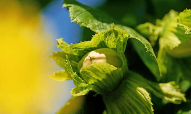 Ferrero findik sirketi tedarik zincirini guclendirmek icin Sirbistan ve Italyada stratejik yatirimlar yapiyor