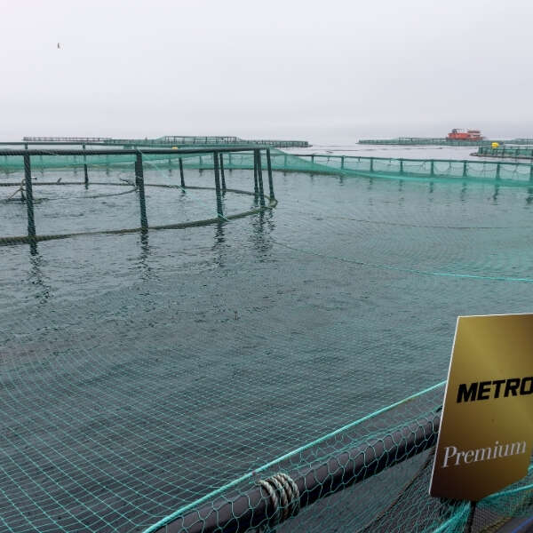 Sofraların Sürdürülebilir Lezzeti Metro Premium Türk Somonu Yeniden Tezgahlarda!