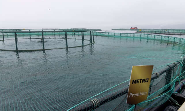 Sofralarin Surdurulebilir Lezzeti Metro Premium Turk Somonu Yeniden Tezgahlarda