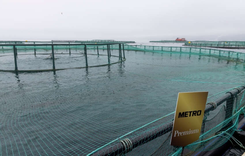 Sofralarin Surdurulebilir Lezzeti Metro Premium Turk Somonu Yeniden Tezgahlarda