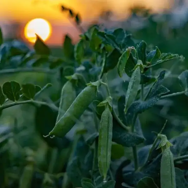 Toprağın bereketi SuperFresh’in ‘hasat’ıyla yılın 365 günü sofralarda