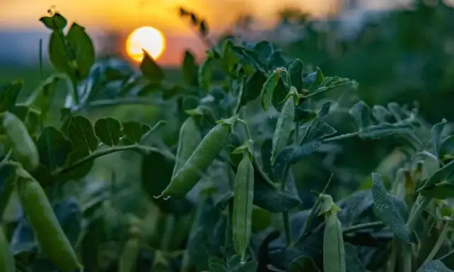 Topragin bereketi SuperFreshin ‘hasatiyla yilin 365 gunu sofralarda