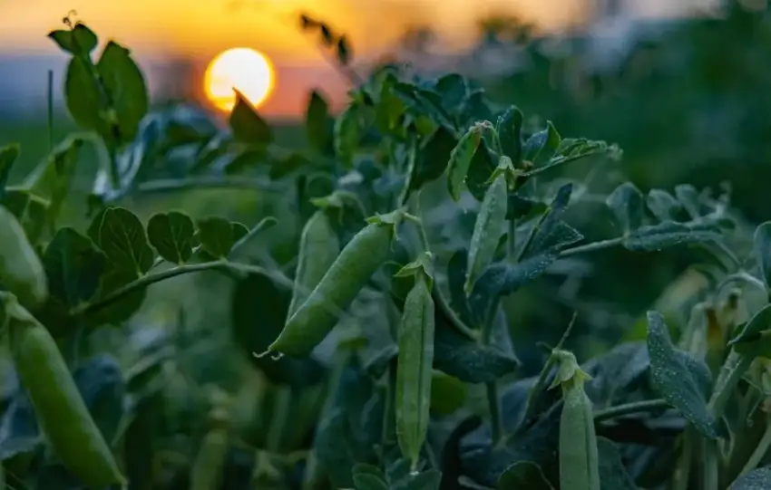 Topragin bereketi SuperFreshin ‘hasatiyla yilin 365 gunu sofralarda