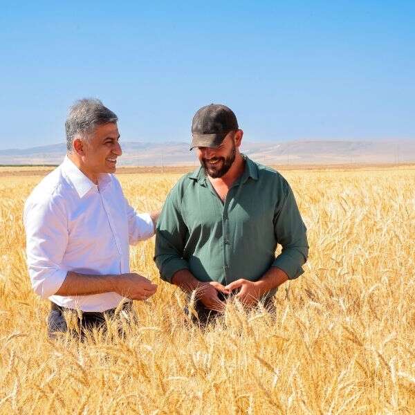 ETİ, Kuraklığa Dayanıklı Kanatlı Buğdayı’nın İlk Tohumluk Hasadını Gerçekleştirdi