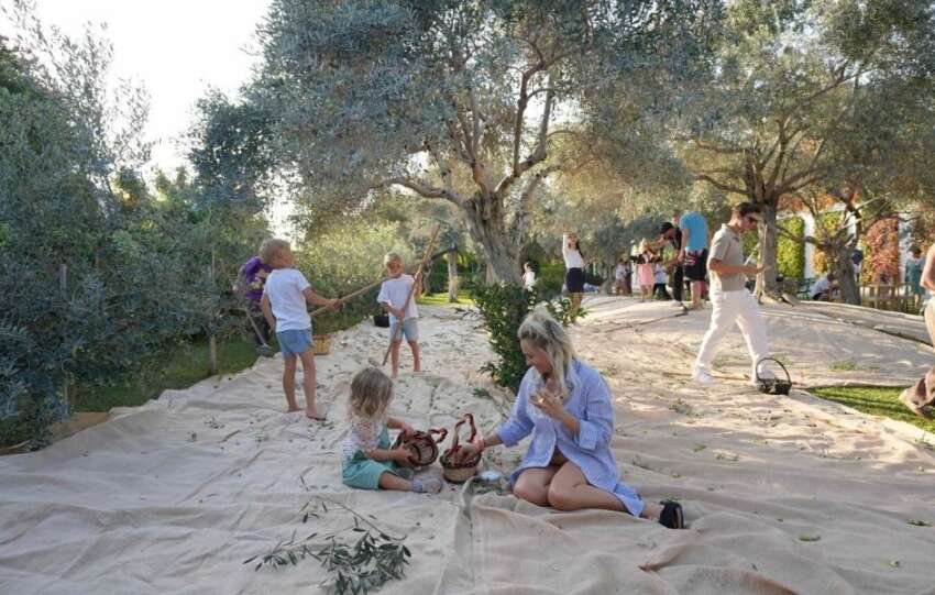 Fisekhanede Olive Fest 2026 Heyecani Basliyor
