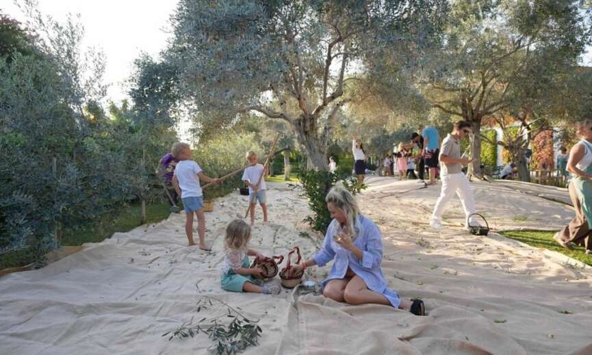 Fisekhanede Olive Fest 2026 Heyecani Basliyor